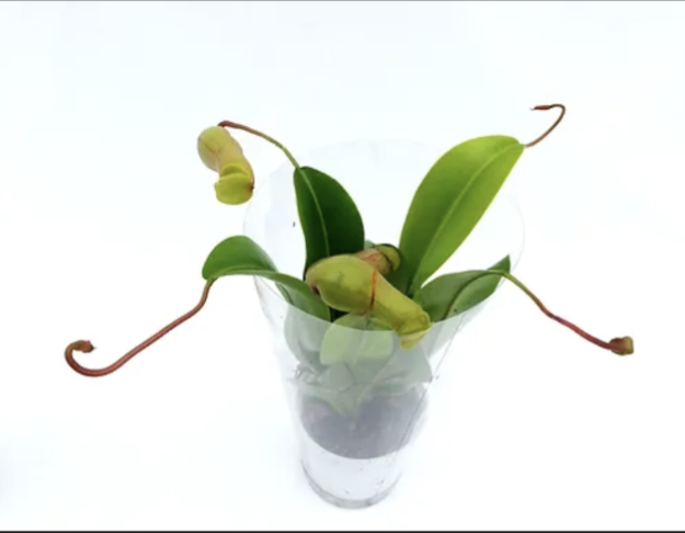 Nepenthes spp pitcher plant