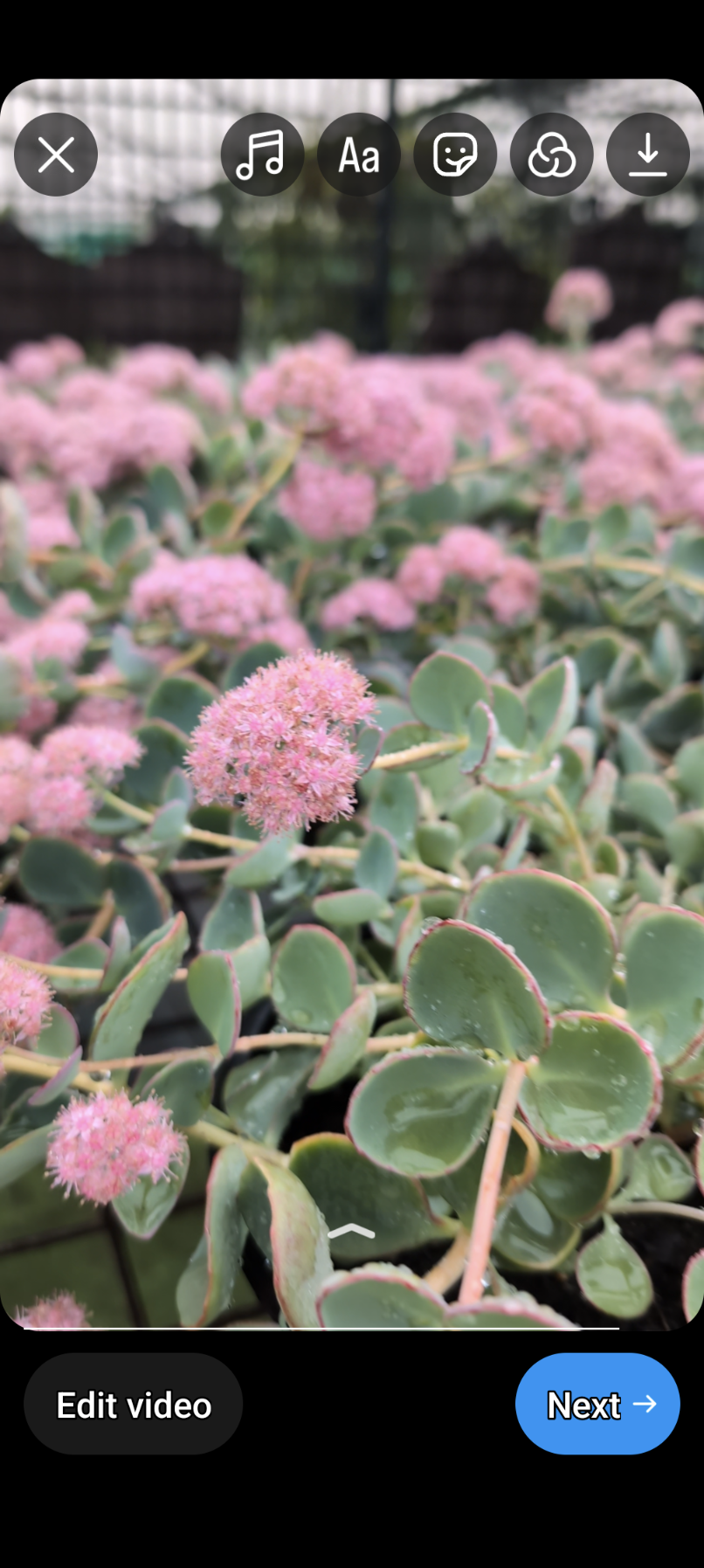 Sedum- Pink flowering