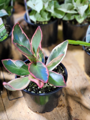 Peperomia clusiifolia “jelly” variegata