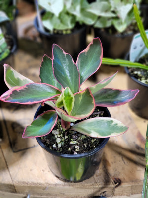 Peperomia clusiifolia “jelly” variegata
