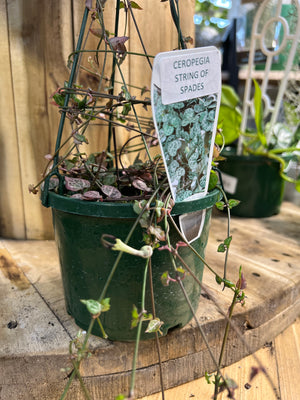 Ceropegia woodii “string of spades and chain of hearts