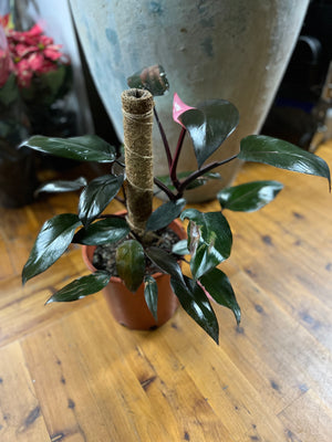 Philodendron 'pink princess'