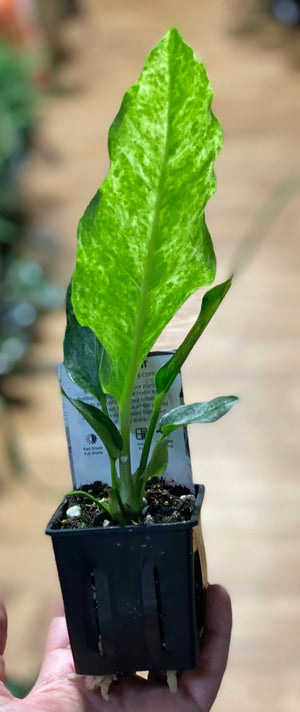 Anthurium hookeri variegated ( rare )