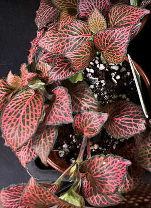 fittonia nerve plant assorted