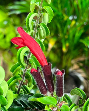 Aeschynanthus twisted Lipstick plant