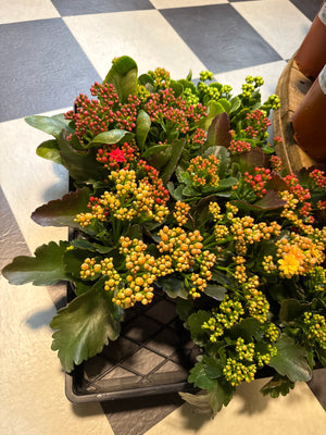 Kalanchoe Blossfeldiana