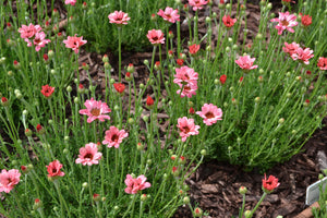 "Paper Daisy" Rhodanthe catananche mixed colours
