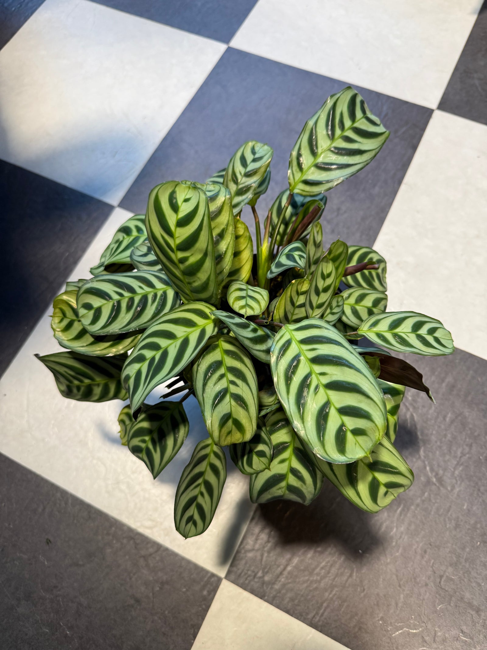(Ctenanthe) Burle Marxii