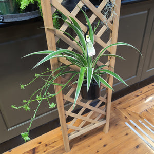 Spider Plant Chlorophytum