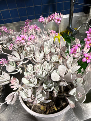 Kalanchoe Quick silver
