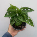 Monstera adansonii Monkey mask