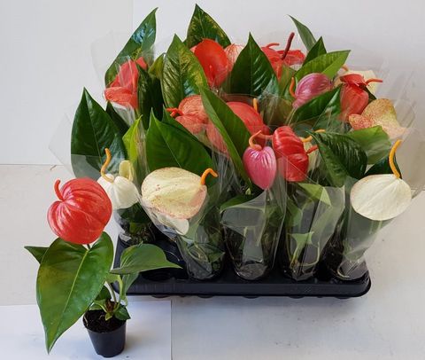 Anthurium andraeanum  "Flamingo"