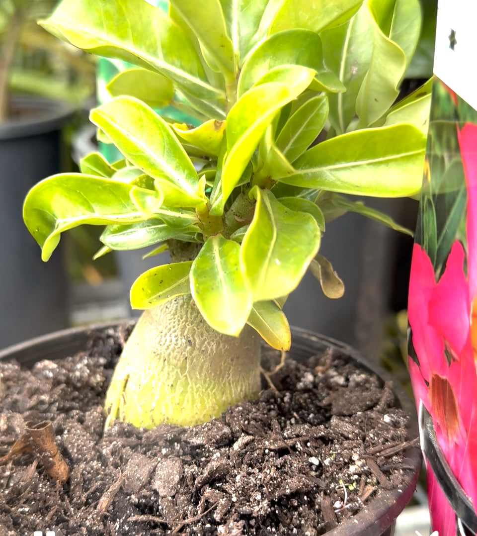 Adenium desert rose