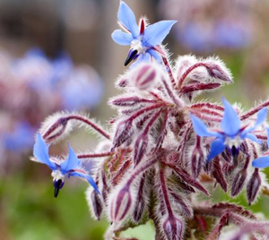 Little Veggie Patch Co - Borage 'Common' Heirloom seeds