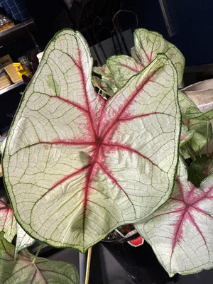 Caladium assorted