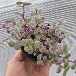 Calissia repens ‘pink panther/ Rosato Pink Lady’