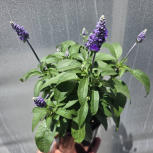 Salvia Sallyfun blue