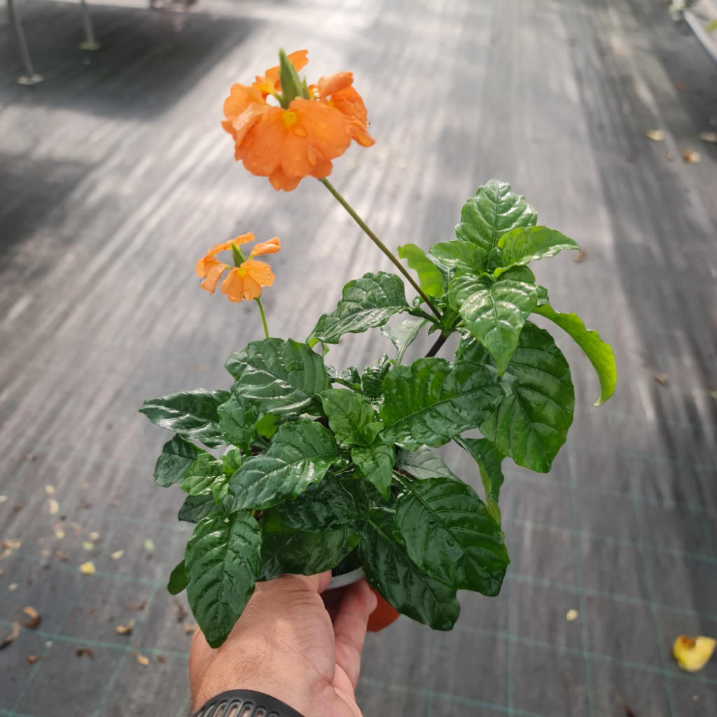 Crossandra Fireglow