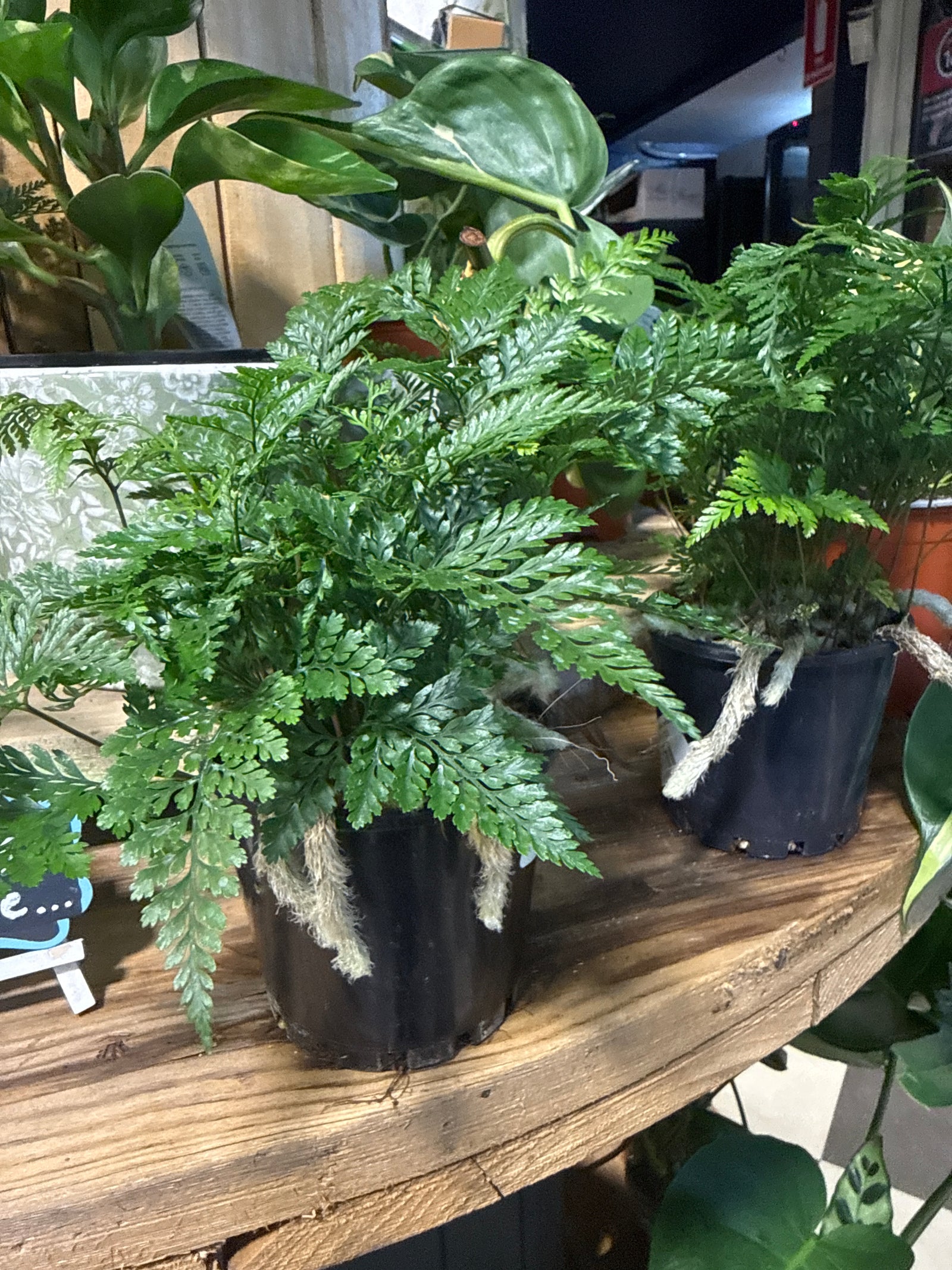 White Rabbits foot fern - humata Tyermannii