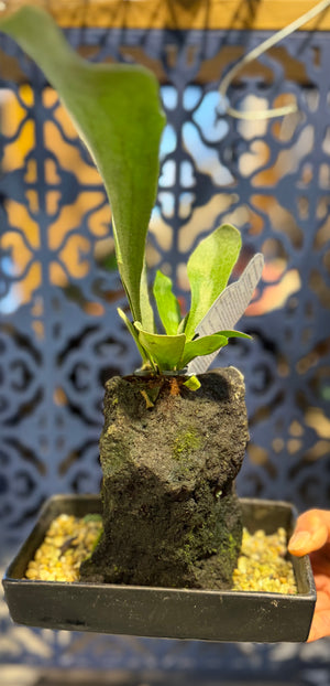 Bonsai on rock