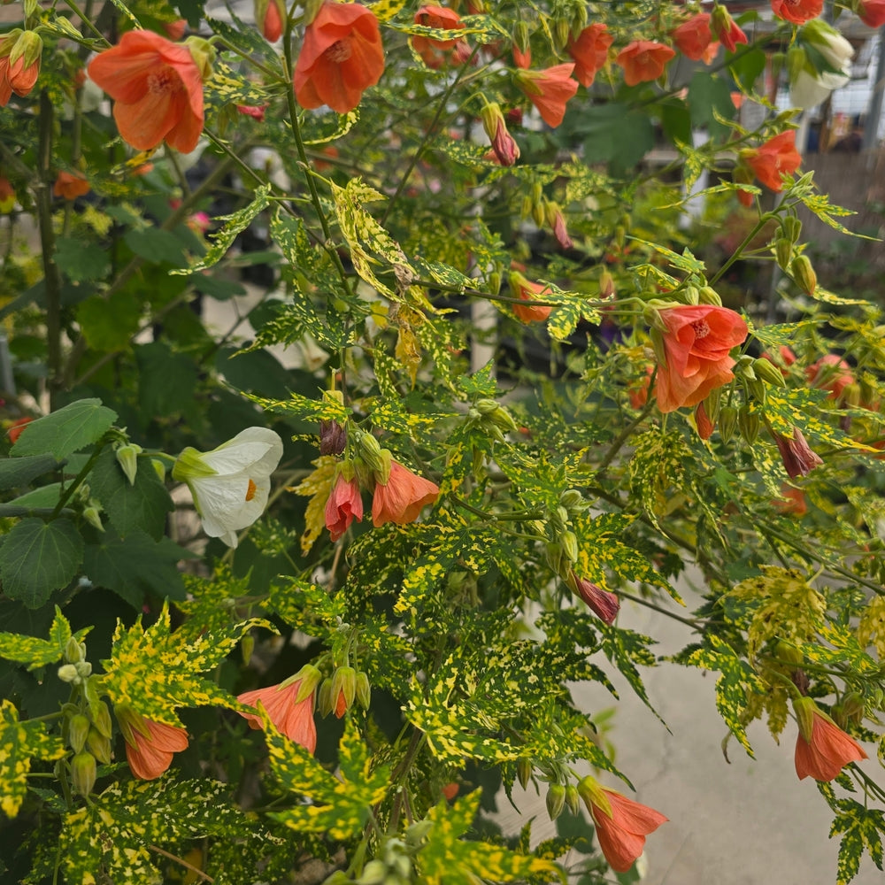 Abutilon Hybridum Marble Bell