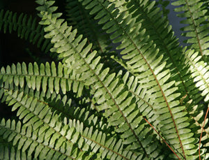 Nechrolepis Montana ‘Boston fern’