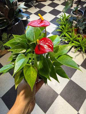 Anthurium andraeanum  "Flamingo"