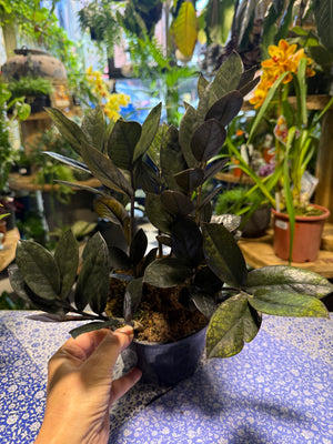 ZZ Jungle Warrior