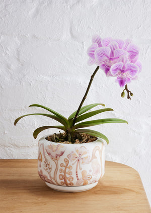Angus & Celeste Bohemian Succulent Pot