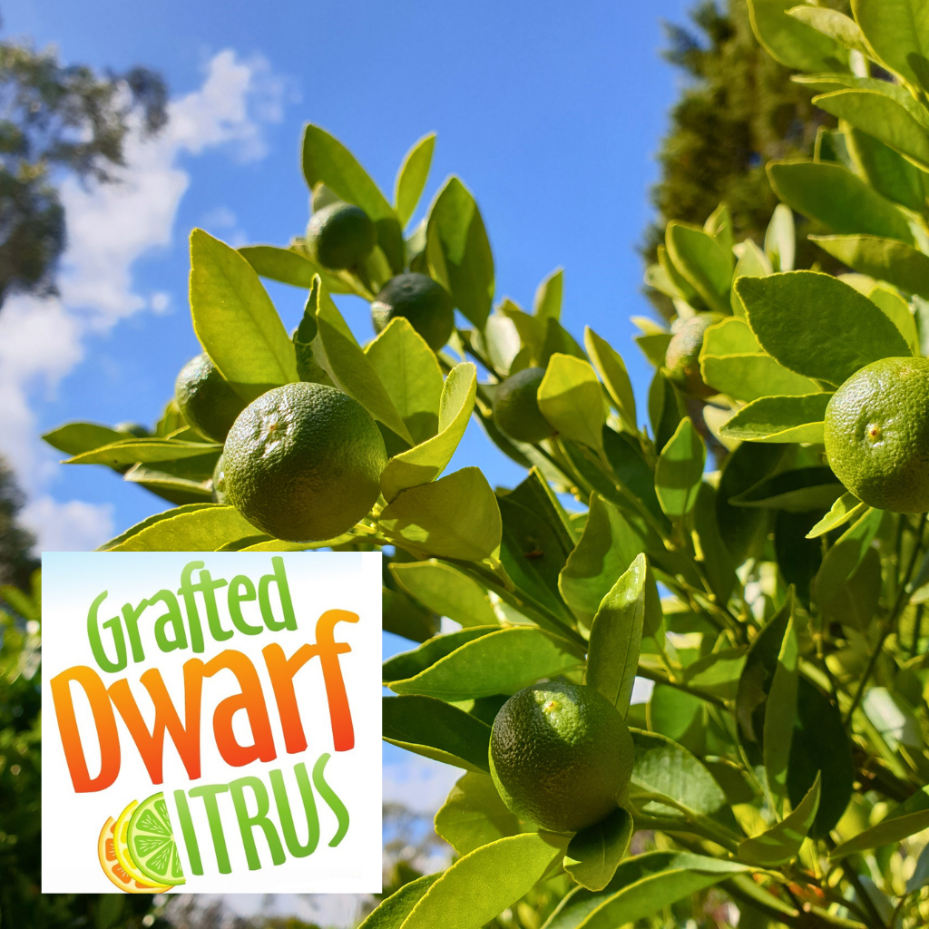 Dwarf Cumquat Calamansi