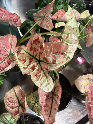 Caladium assorted