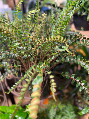 Pellaea rotundafolia button fern