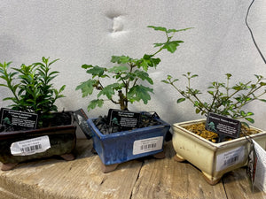 Assorted bonsai