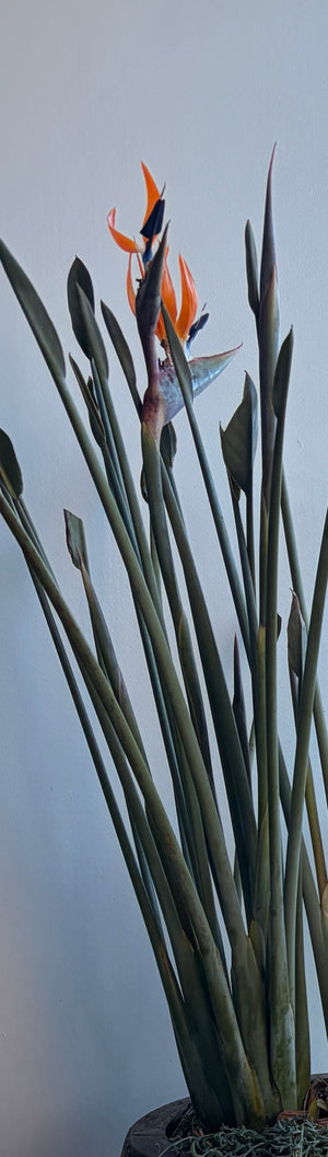Strelitzia parvifolia