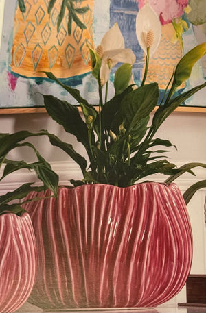 Lotus Pots - tulip