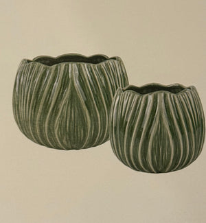Lotus Pots - tulip
