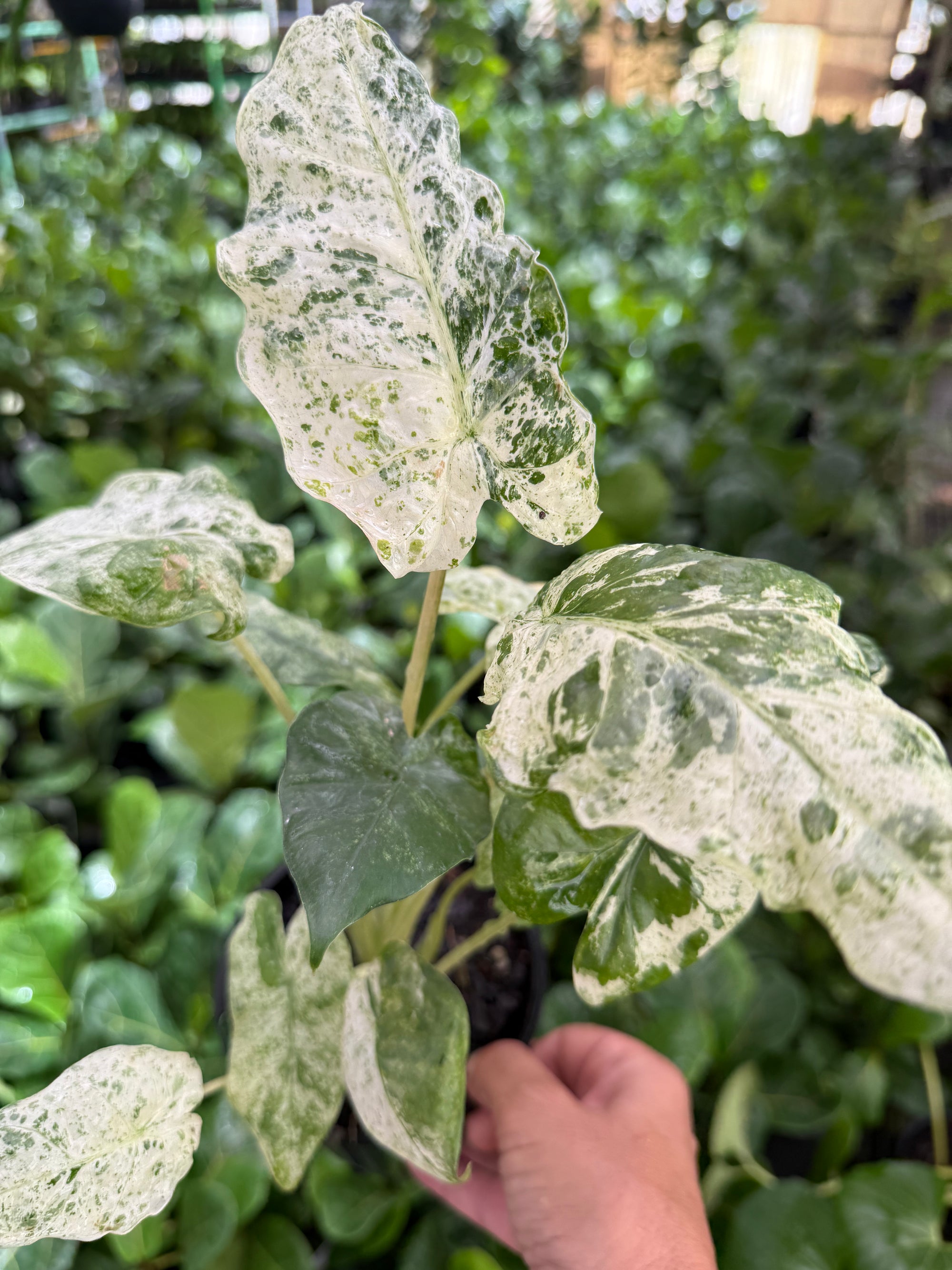 Alocasia Batik Variegated "RARE"