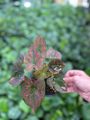 Caladium assorted