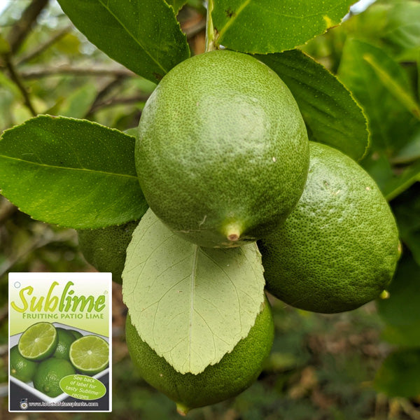 Lime Sublime PBR