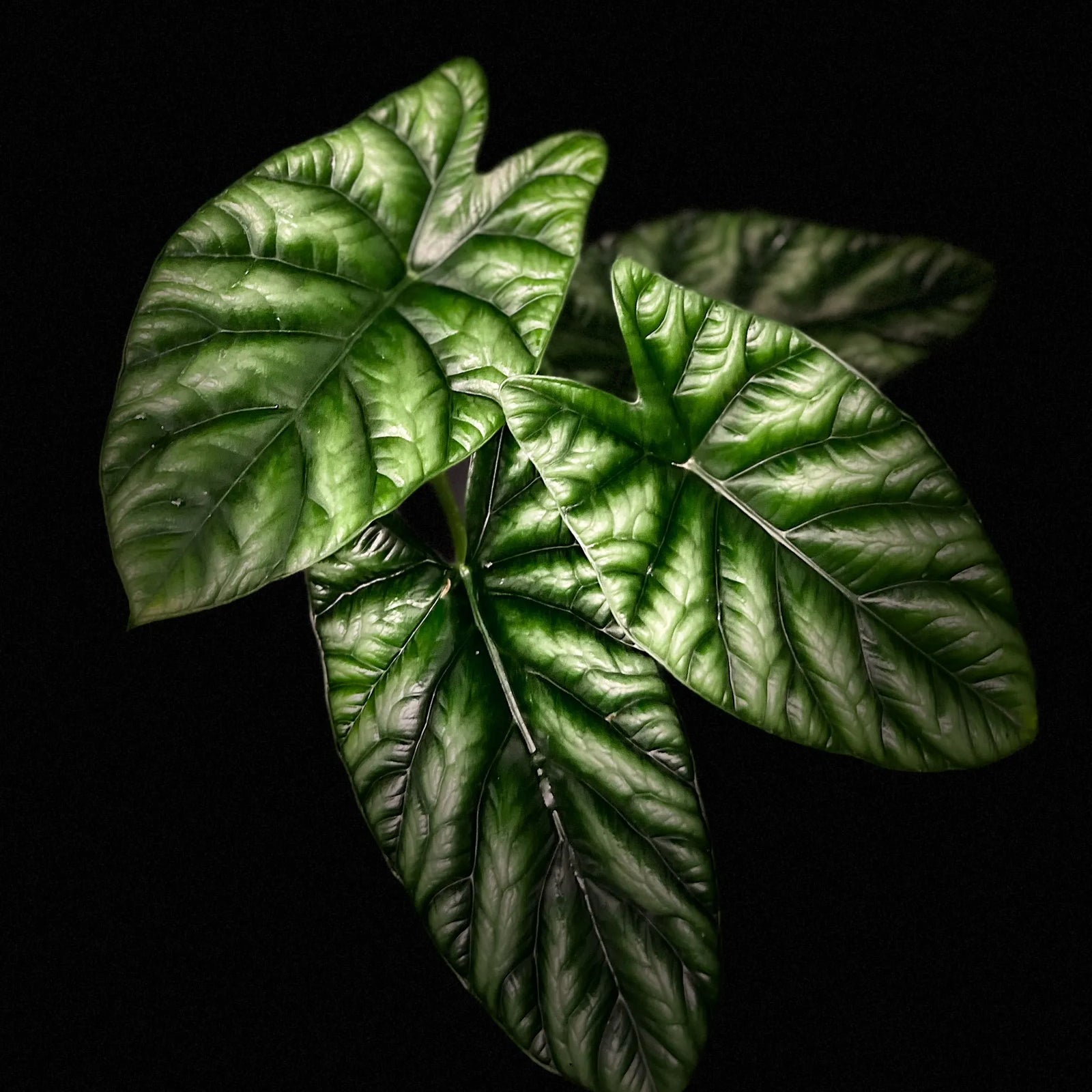 Alocasia Sinuata "Quilted Dreams"