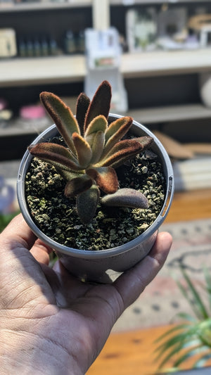 Kalanchoe tomentosa 'Dorothy Brown