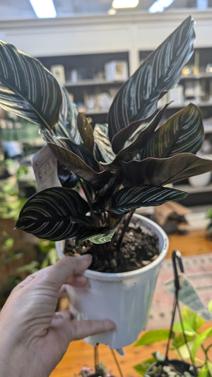 Calathea sanderiana
