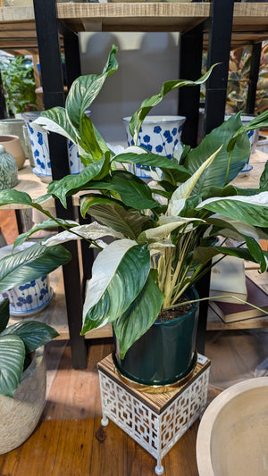 Spathiphyllum Picasso