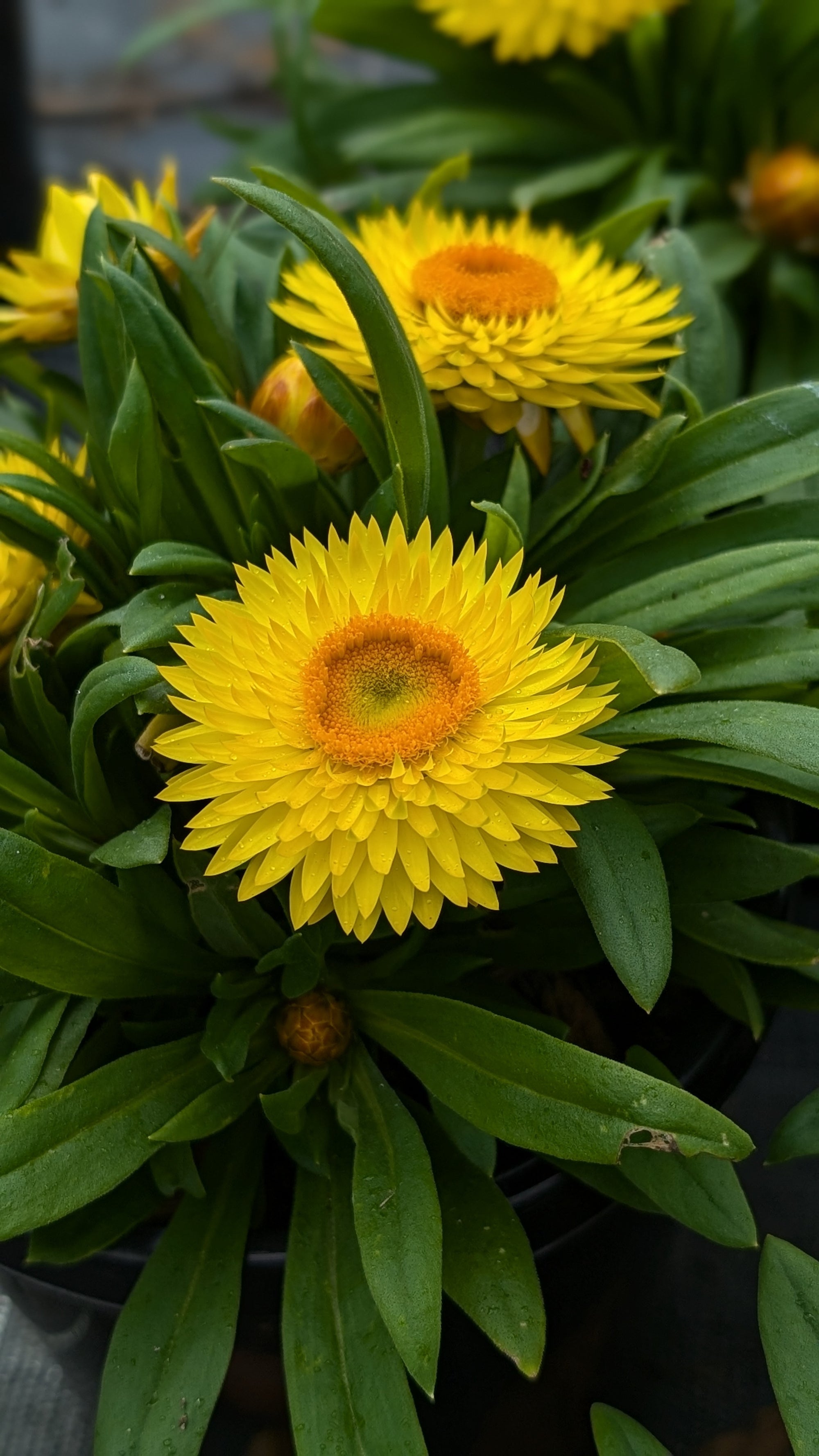 Xerochrysum bracteatum,  Paper Daisey