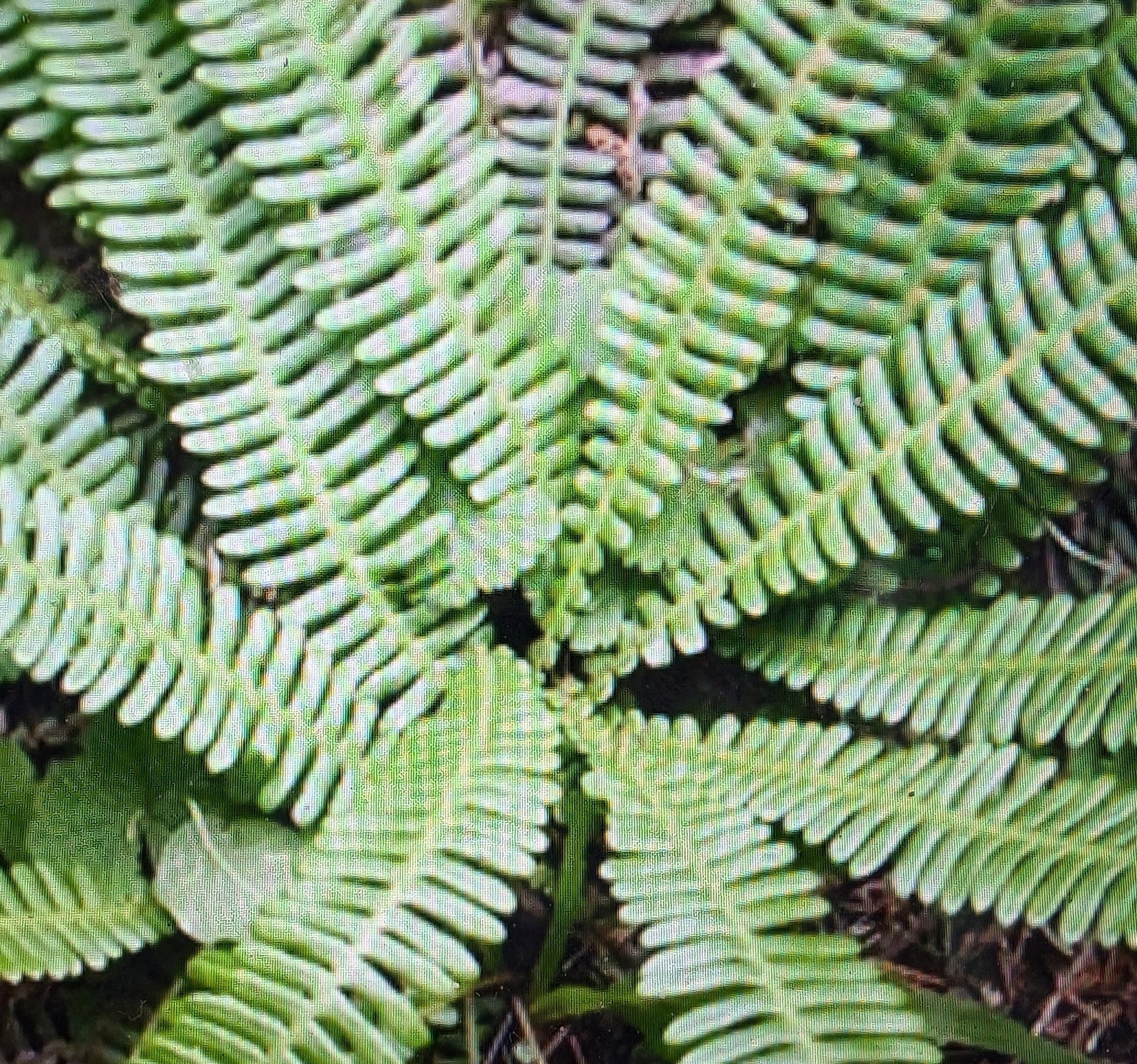 Blechnum spicant "Deer Fern"