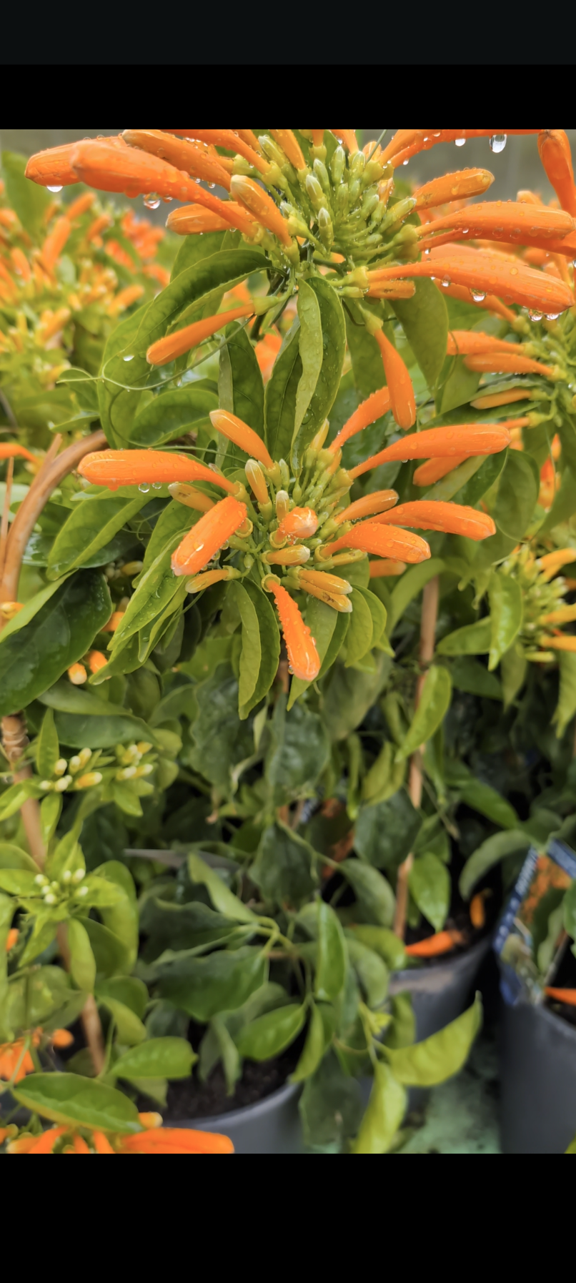 Pyrostegia ignea Orange Trumpet Vine