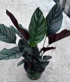Calathea sanderiana