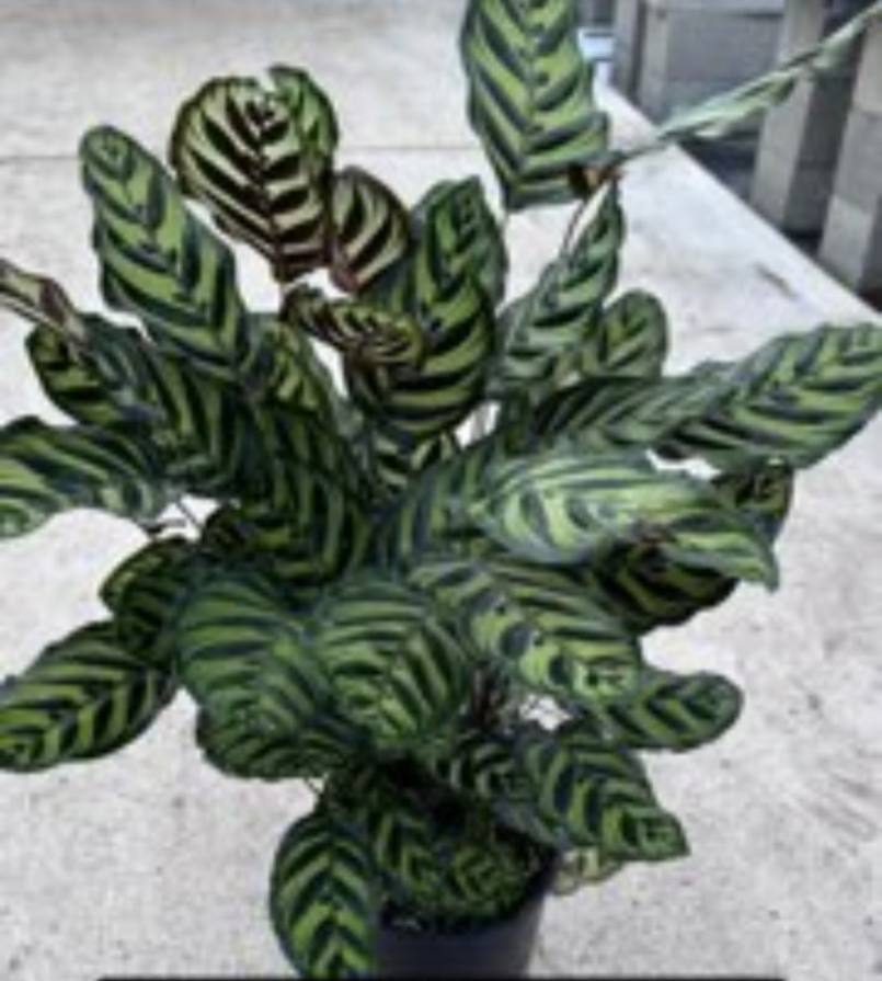 Calathea Makoyana