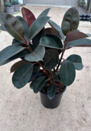 Ficus ‘elastica’ burgundy