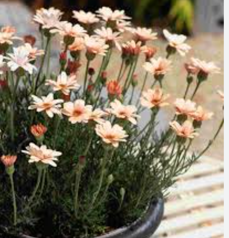 "Paper Daisy" Rhodanthe catananche mixed colours